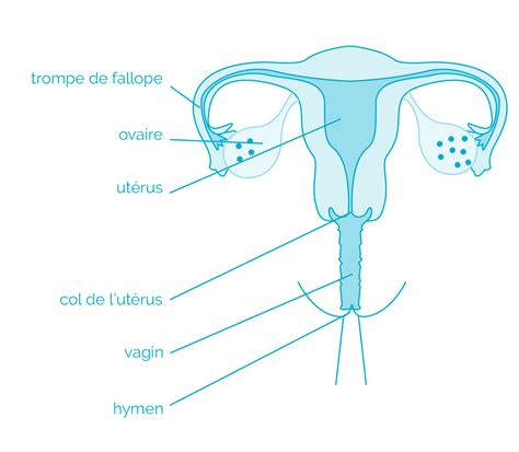 taille d un vagin|Taille du vagin humain — Wikipédia